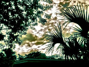 Low angle view of palm trees against sky