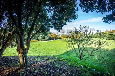 Trees on grassy field