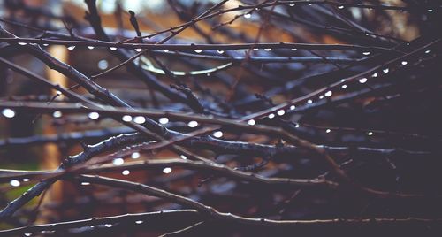 Close-up of tree branches during winter