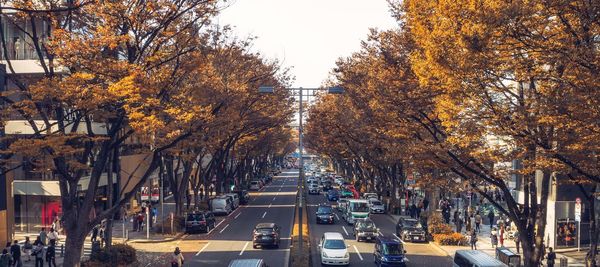 Cars on street in city during autumn