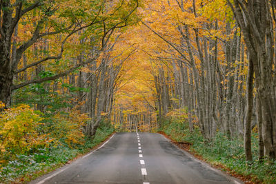 Road amidst trees in forest during autumn