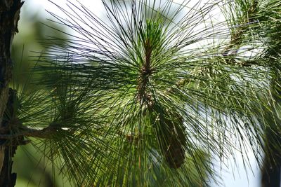 Low angle view of palm tree