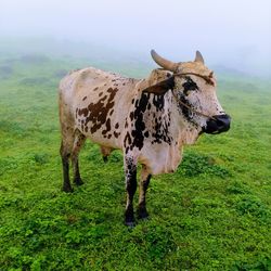 Cow standing on land during foggy weather