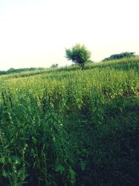 Scenic view of agricultural field against clear sky