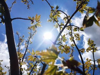 Low angle view of flowering plants against blue sky