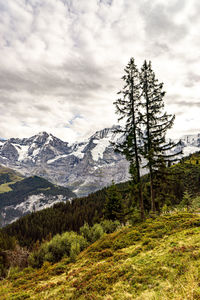 Scenic view of pine tree mountains against sky