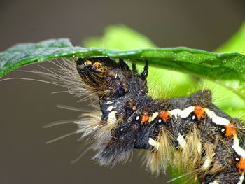 Close-up of spider