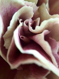 Full frame shot of pink rose blooming outdoors