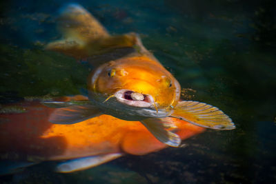 Close-up of koi in pond