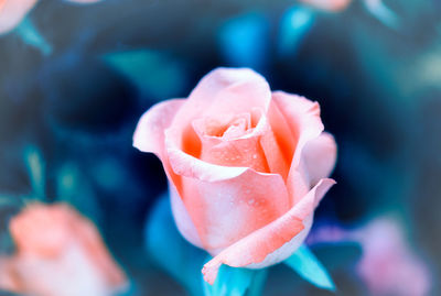 Close-up of pink rose