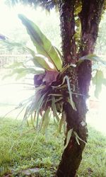 Close-up of fresh green plant