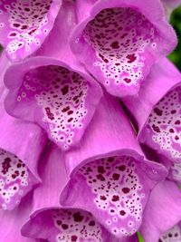 Close-up of pink flowers