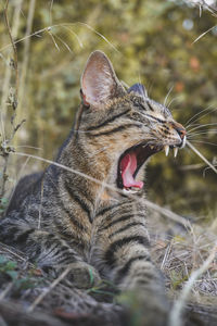 Close-up of cat yawning