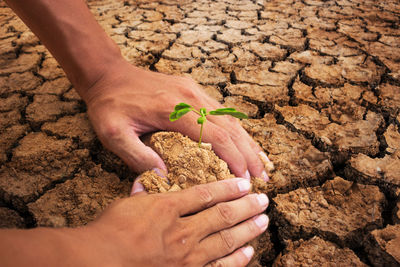 Cropped hands of man sapling plants