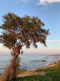 Tree by sea against sky