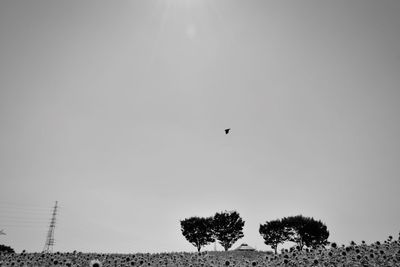 Low angle view of birds flying in sky