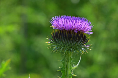 Close-up of thistle growing outdoors