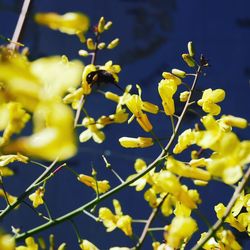 Close-up of yellow flowering plant