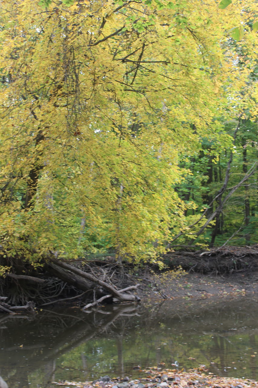 PLANTS GROWING IN LAKE