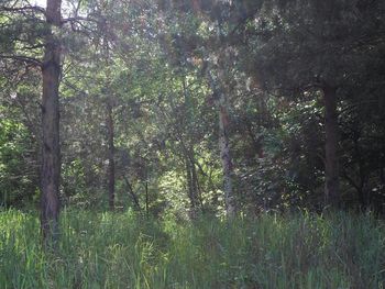 Trees in forest