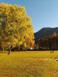 Trees on field against clear sky during autumn