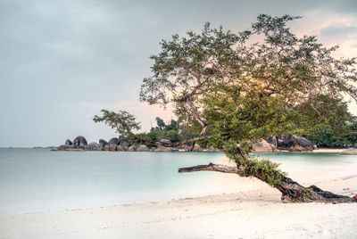 Tree growing at beach against cloudy sky during sunset