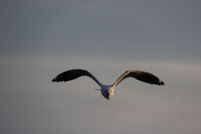 Low angle view of seagulls flying against sky