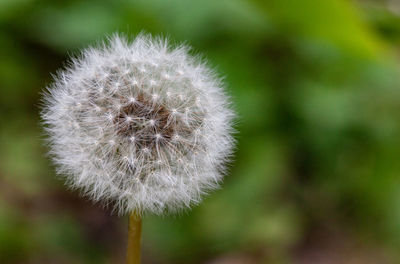 Close-up of dandelion flower