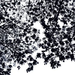 Low angle view of tree against sky