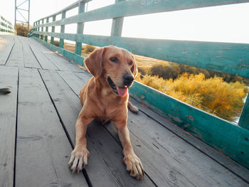 Portrait of dog standing on railing