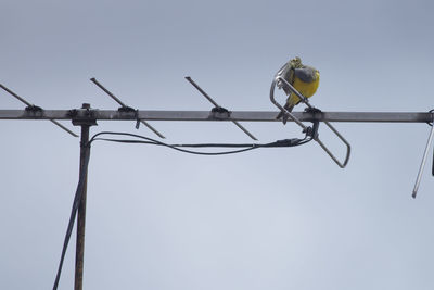 Low angle view of bird perching on cable against sky