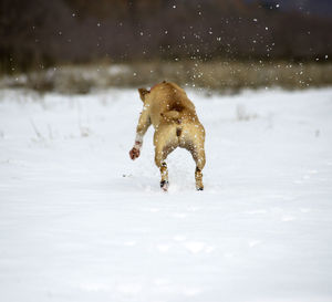 Dog running on snow covered land