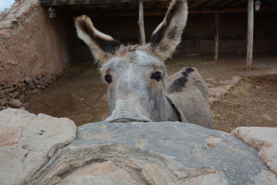 Close-up of donkey