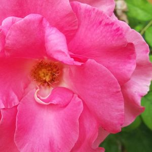 Macro shot of pink flower