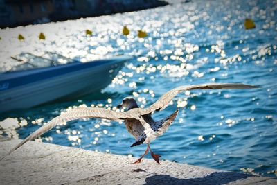 Seagull landing on retaining wall by sea