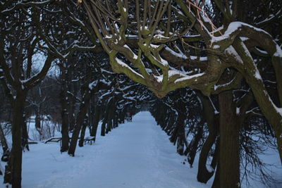 Frozen trees during winter