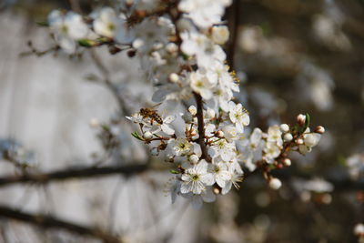 Close-up of cherry blossoms in spring