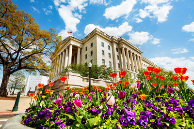 Low angle view of flowering plants by building against sky