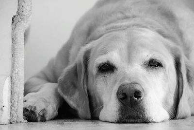 Close-up portrait of dog