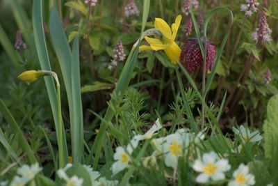 Close-up of yellow flowers blooming outdoors