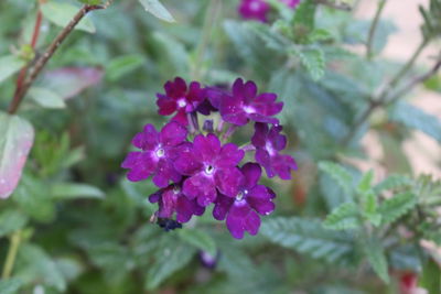 Close-up of purple flowers blooming outdoors