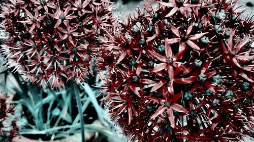 Close-up of red flowers on tree