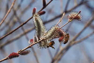 Close-up of flowers on branch