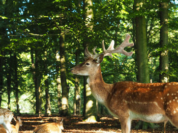 Portrait of deer in forest