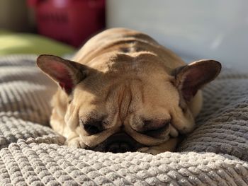 Close-up of a dog sleeping