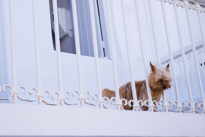 Cat in curtain