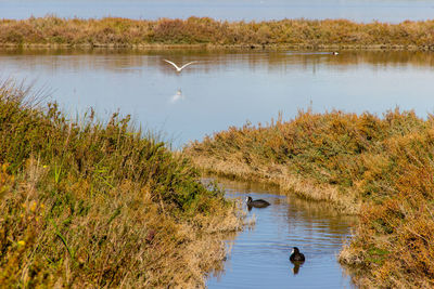 Scenic view of lake