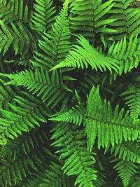 Full frame shot of fern leaves