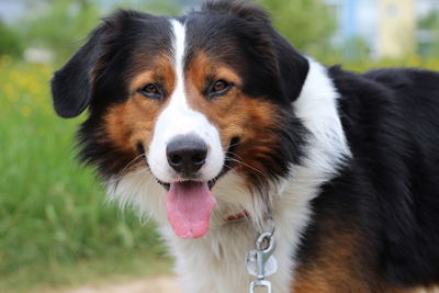 Close-up portrait of dog