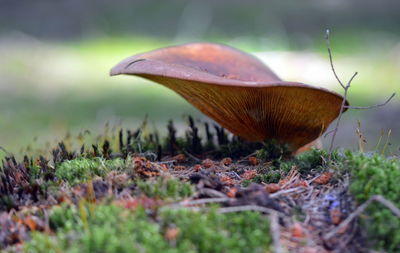 Close-up of mushroom growing on field